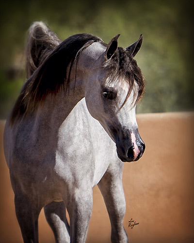 Al Adeed Al Shaqab ( Ansata Halim Shah x Sundar Alisayyah )